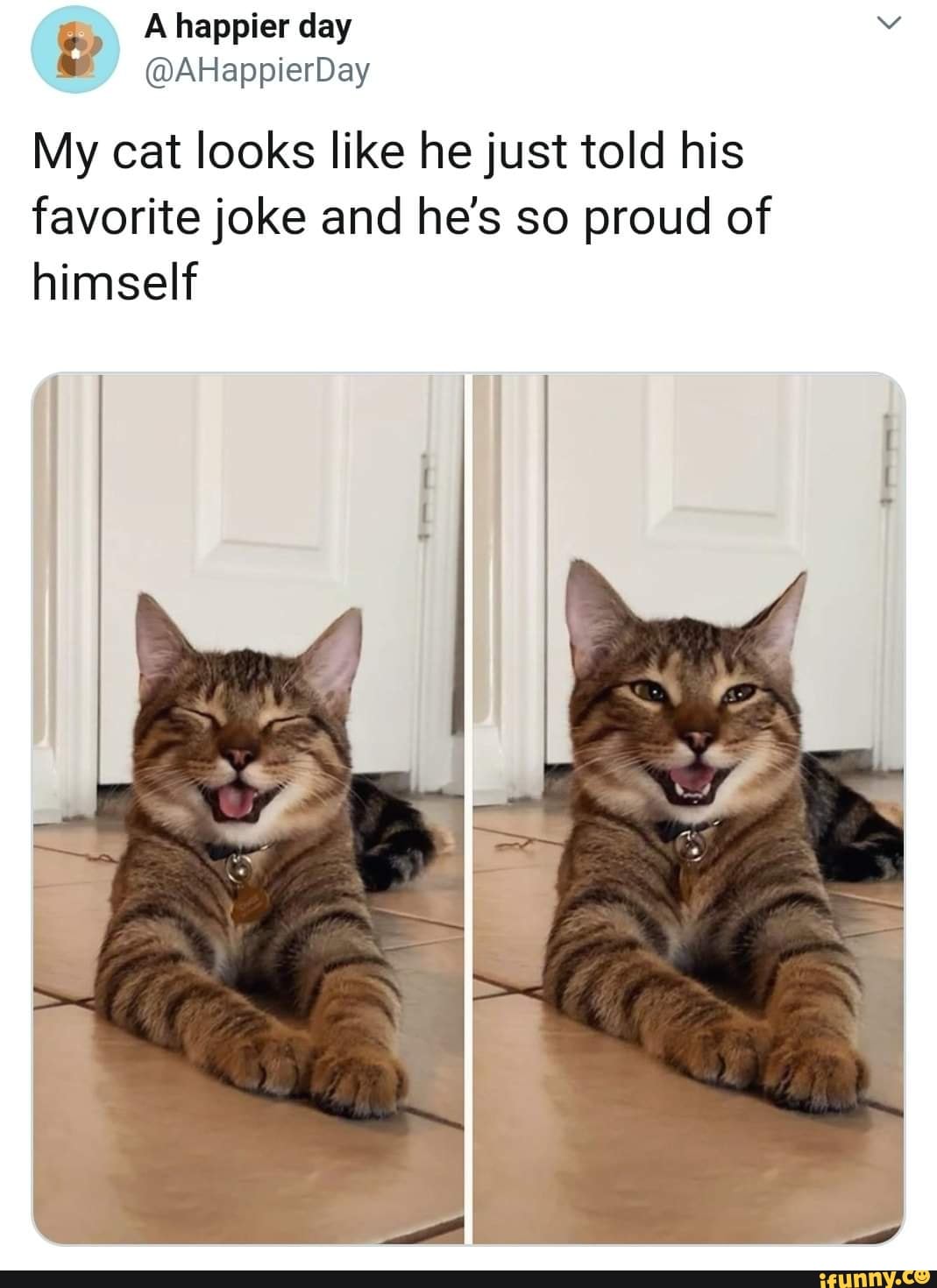 My cat looks like he just told his favorite joke and he's so proud of ...