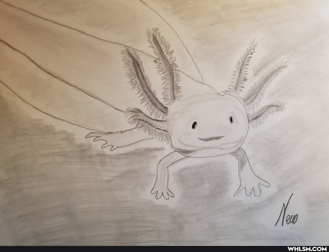 art, drawings, cute_animal, drawing