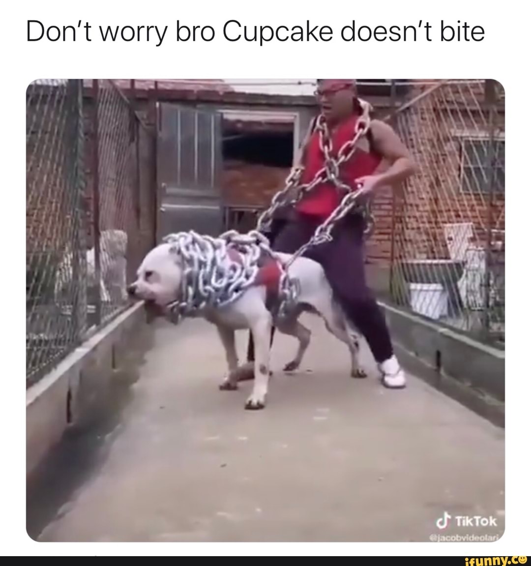 Don't worry bro Cupcake doesn't bite - iFunny