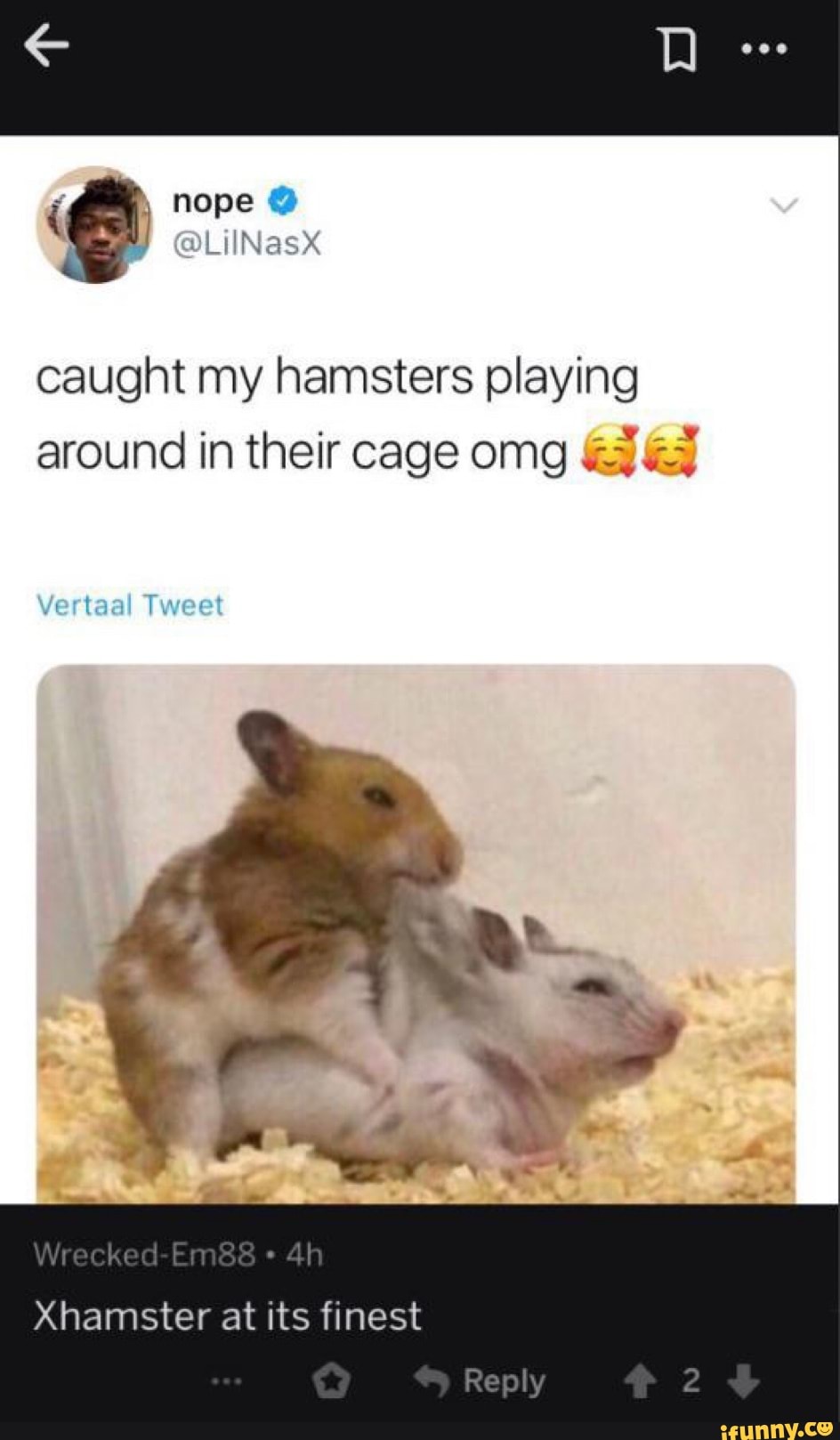 Caught my hamsters playing around In their cage omg .-:.;:'.' - iFunny