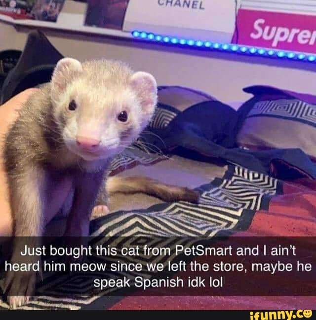 Just bought this.cat from PetSmart and I ain't
heard him meow since we left the store, maybe he
speak Spanish idk lol