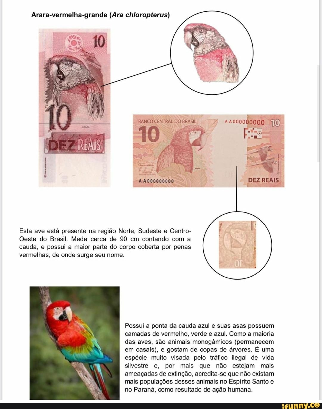 Arara-vermelha-grande (Ara chloropterus)
DEZREAIS
Esta ave está presente na região Norte, Sudeste e Centro-
Oeste do Brasil. Mede cerca de 90 cm contando com a cauda, e possui a maior parte do corpo coberta por penas vermelhas, de onde surge seu nome.
Possui a ponta da cauda azul e suas asas possuem camadas de vermelho, verde e azul. Como a maioria das aves, são animais monogâmicos (permanecem em casais), e gostam de copas de árvores. É uma espécie muito visada pelo tráfico ilegal de vida silvestre e, por mais que não estejam mais ameaçadas de extinção, acredita-se que não existam mais populações desses animais no Espírito Santo e no Paraná, como resultado de ação humana.