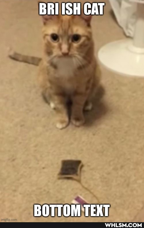 BRI ISH CAT
BOTTOM TEXT
