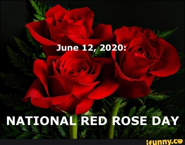 NATIONAL RED ROSE DAY iFunny )