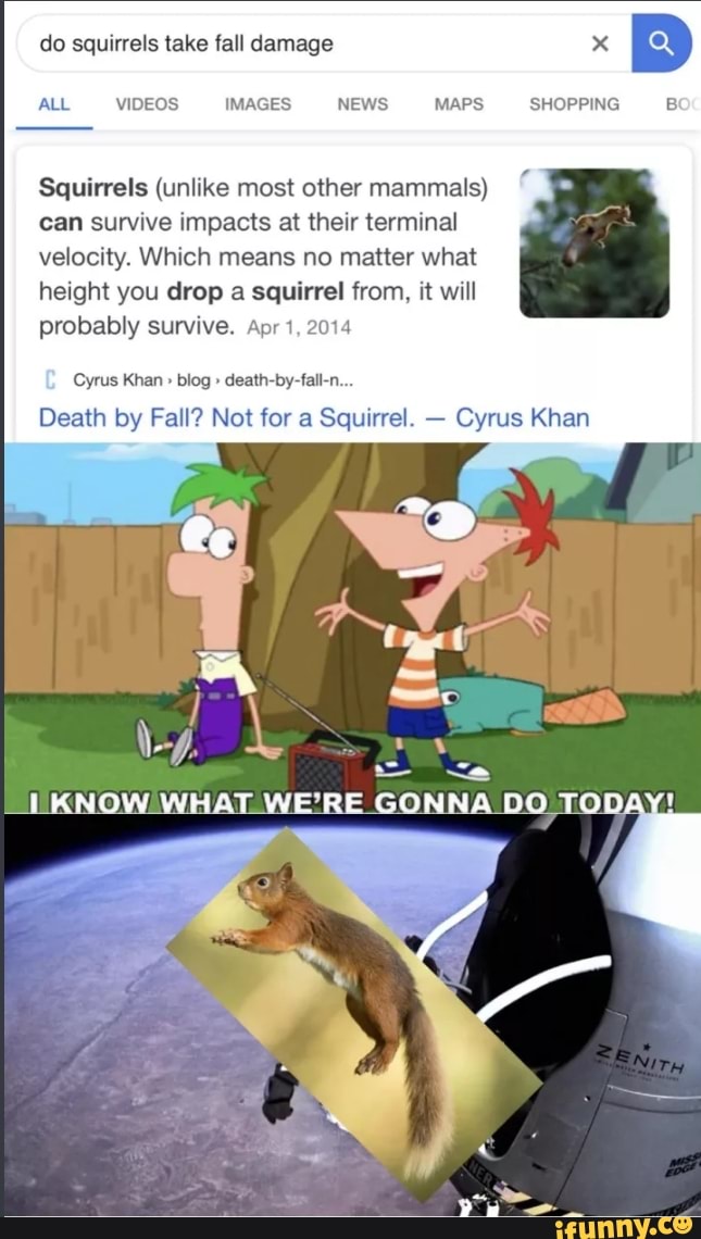 Do squirrels take fall damage Squirrels (unlike most other mammals) can