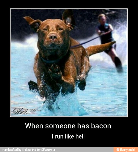 When someone has bacon
I run like hell - When someone has bacon
I run like hell