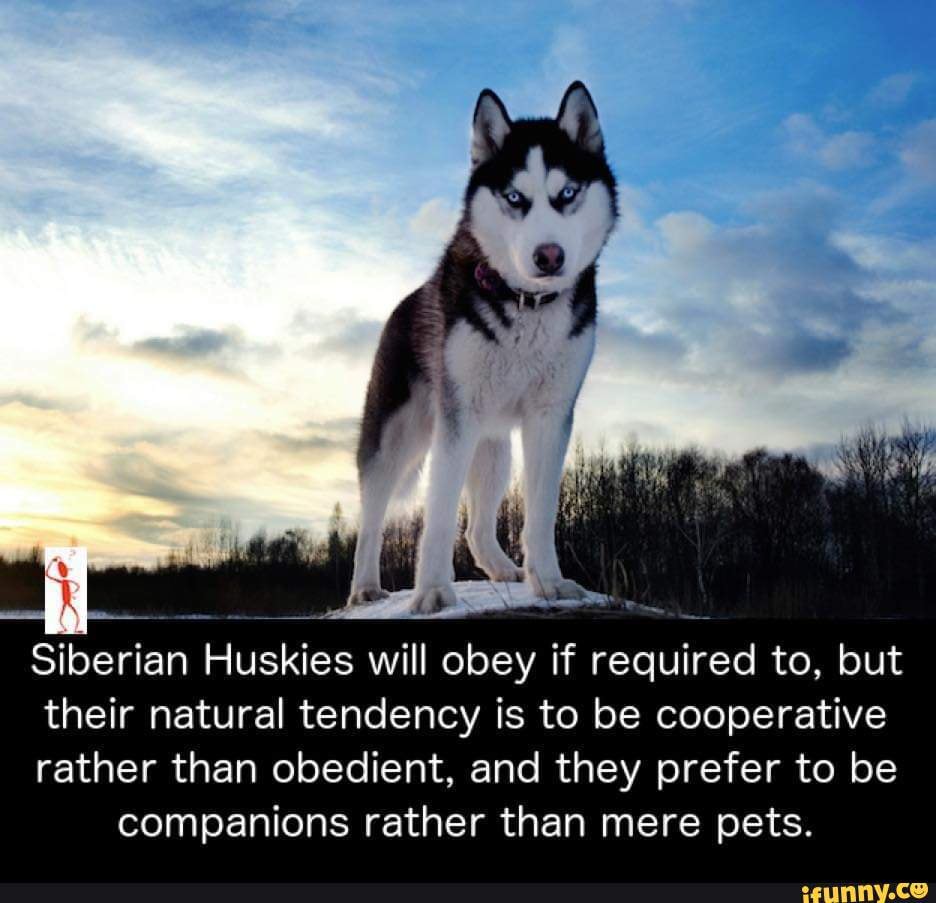 are huskies companions