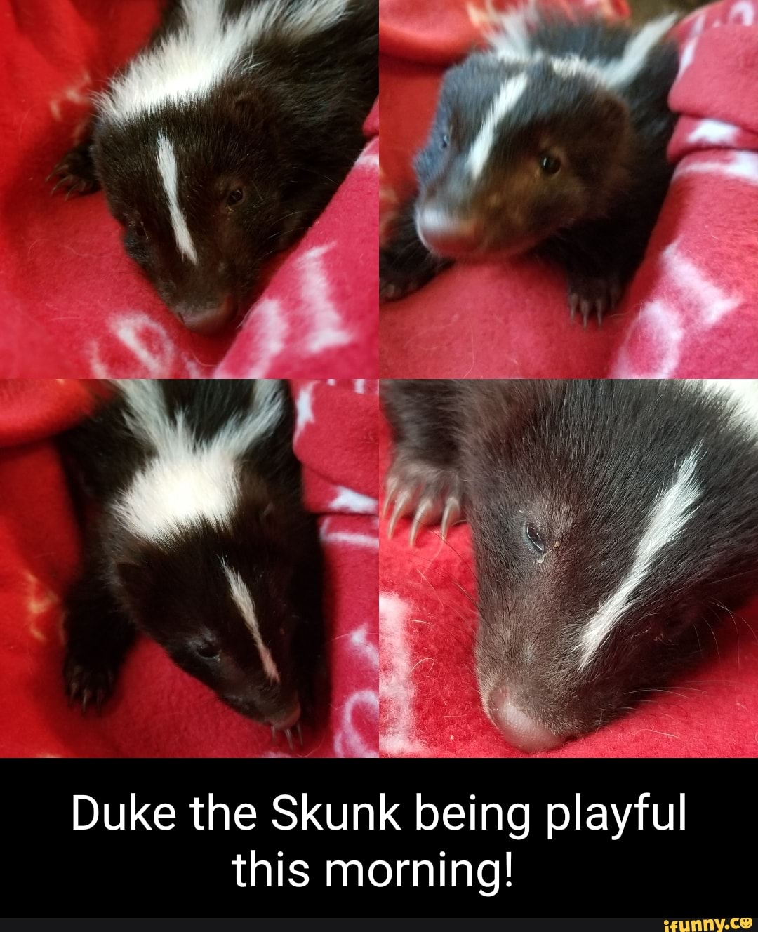 Skunk memes. Best Collection of funny Skunk pictures on iFunny