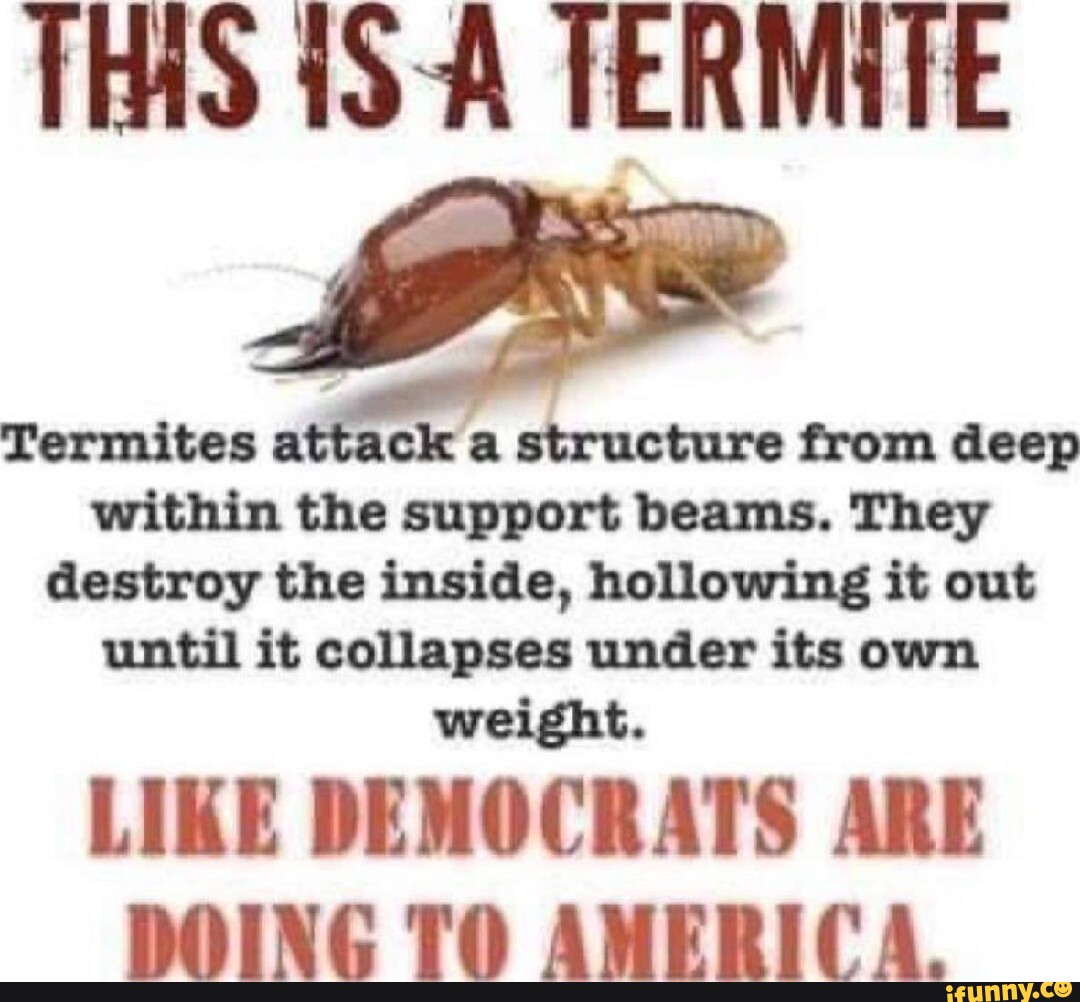 Termites Memes Best Collection Of Funny Termites Pictures On Ifunny Brazil