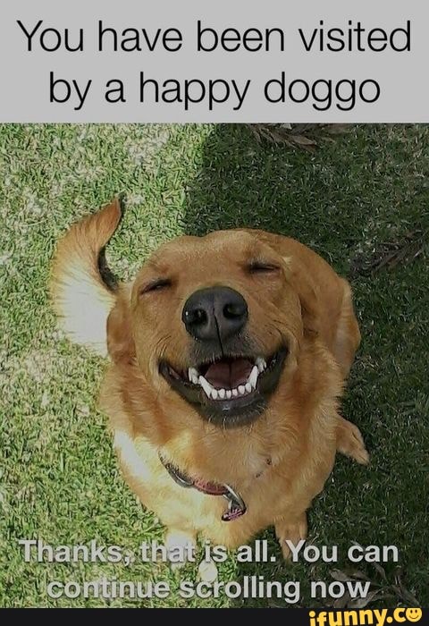 You have been visited by a happy doggo - iFunny