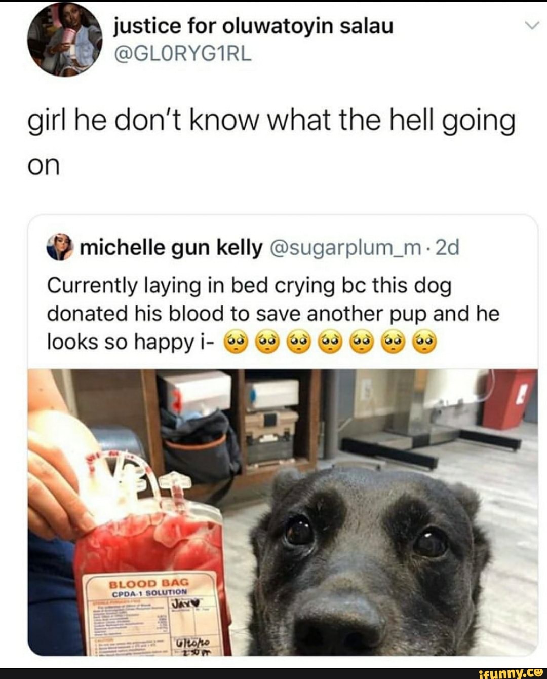 girl he don't know what the hell going
on michelle gun kelly @sugarplum_m- 2d
Currently laying in bed crying bc this dog
donated his blood to save another pup and he