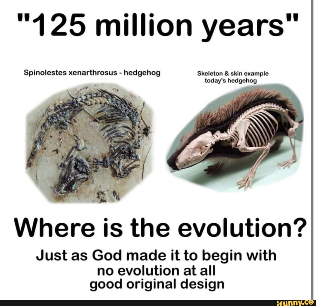 "425 million years" Spinolestes xenarthrosus hedgehog Skeleton & skin