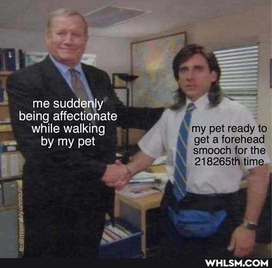 me suddenly
being affectior while walking my pet ready to by my pet get a forehead smooch for the
218265th time