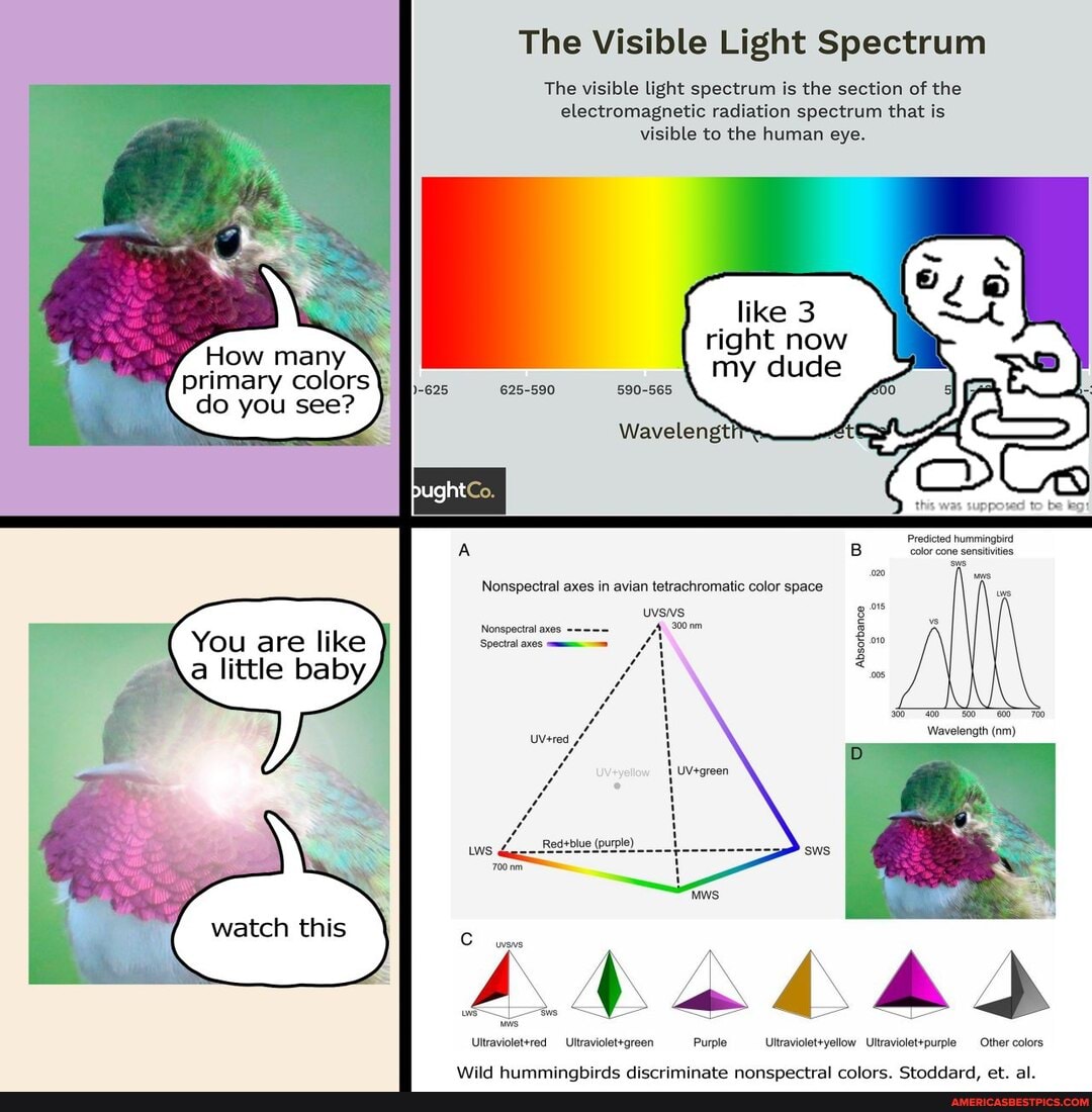 The Visible Light Spectrum
The visible light spectrum is the section of the electromagnetic radiation spectrum that is visible to the human eye.
right now
How many my dude
primary colors 625-590 do you see?
Wavelengt?
590-565
Predicted hummingbird ccolor cone sensitivities yes
Nonspectral axes
Spectral axes
Absorbance
Wavelength (nm)
Other colors
Purple