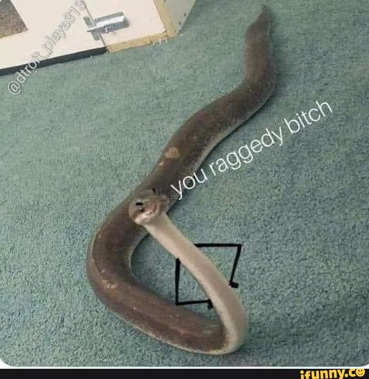 Snake_memes memes. Best Collection of funny Snake_memes pictures on iFunny