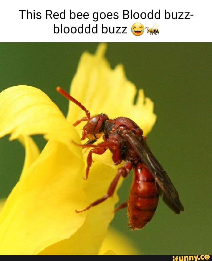This Red bee goes Bloodd buzz- blooddd buzz @wa