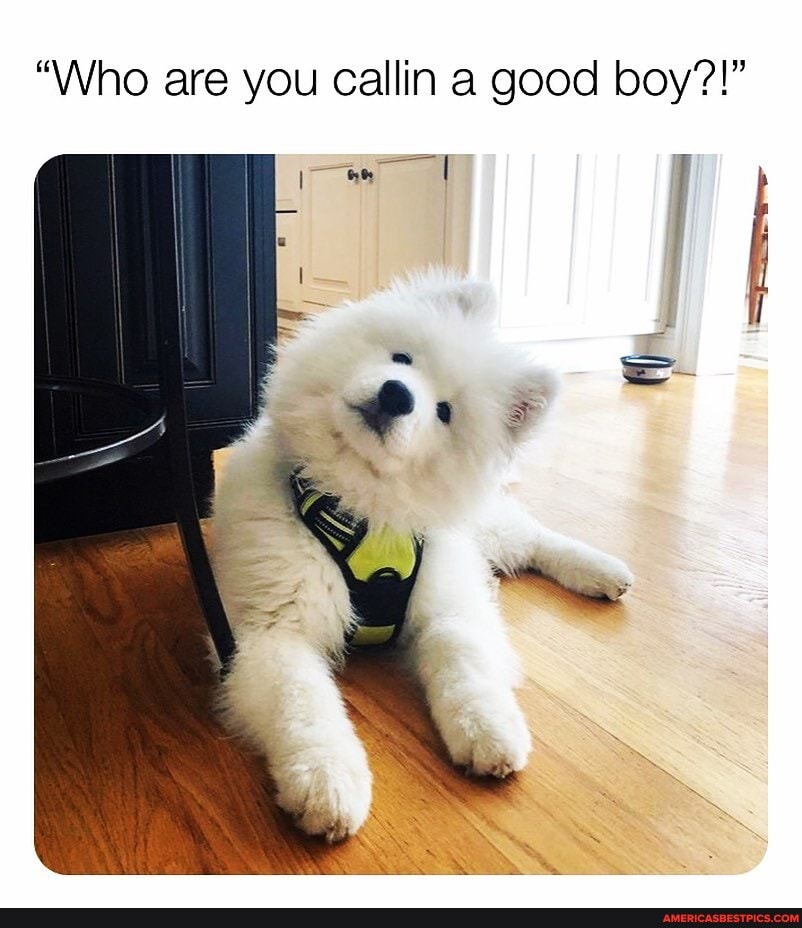 "Who are you callin a good boy?!"