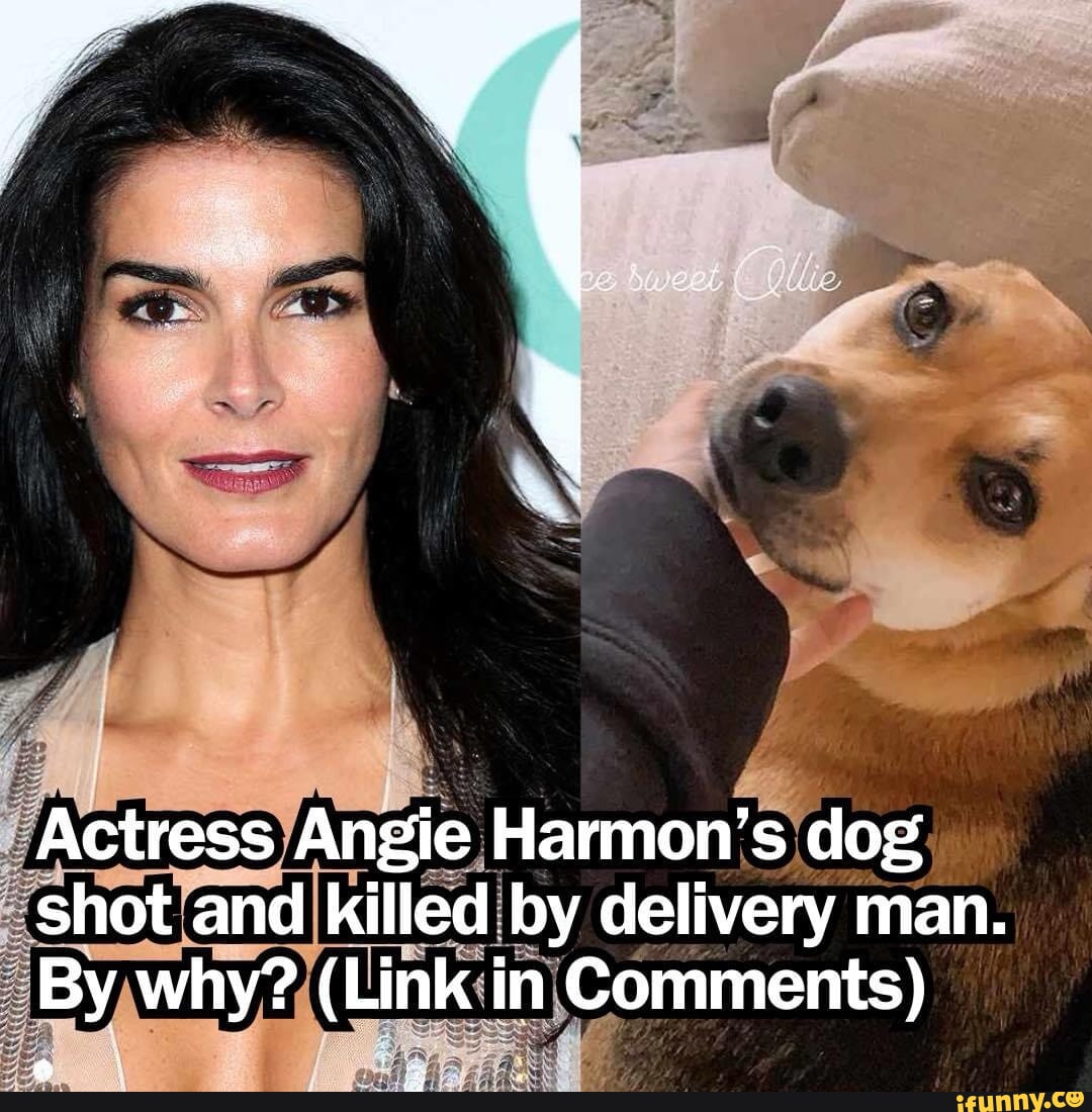 Angie memes. Best Collection of funny Angie pictures on iFunny