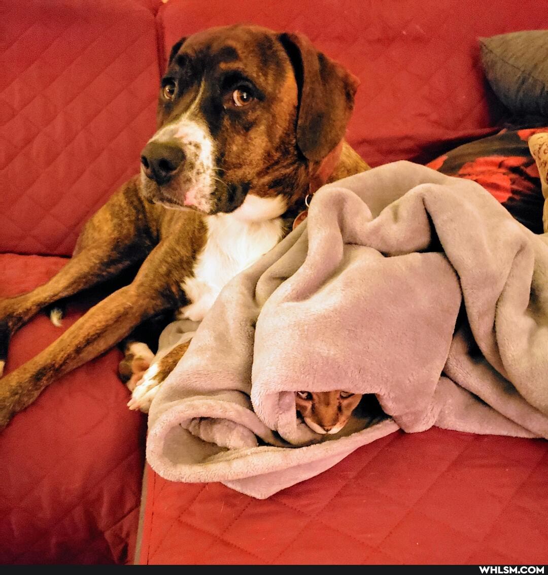 cat, dog, aww