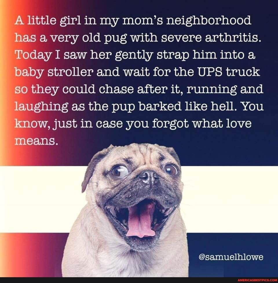 A little girl in my mom's neighborhood has a very old pug with severe arthritis.
Today I saw her gently strap him into a baby stroller and wait for the UPS truck so they could chase after it, running and laughing as the pup barked like hell. You know, just in case you forgot what love means.
@samuelhlowe