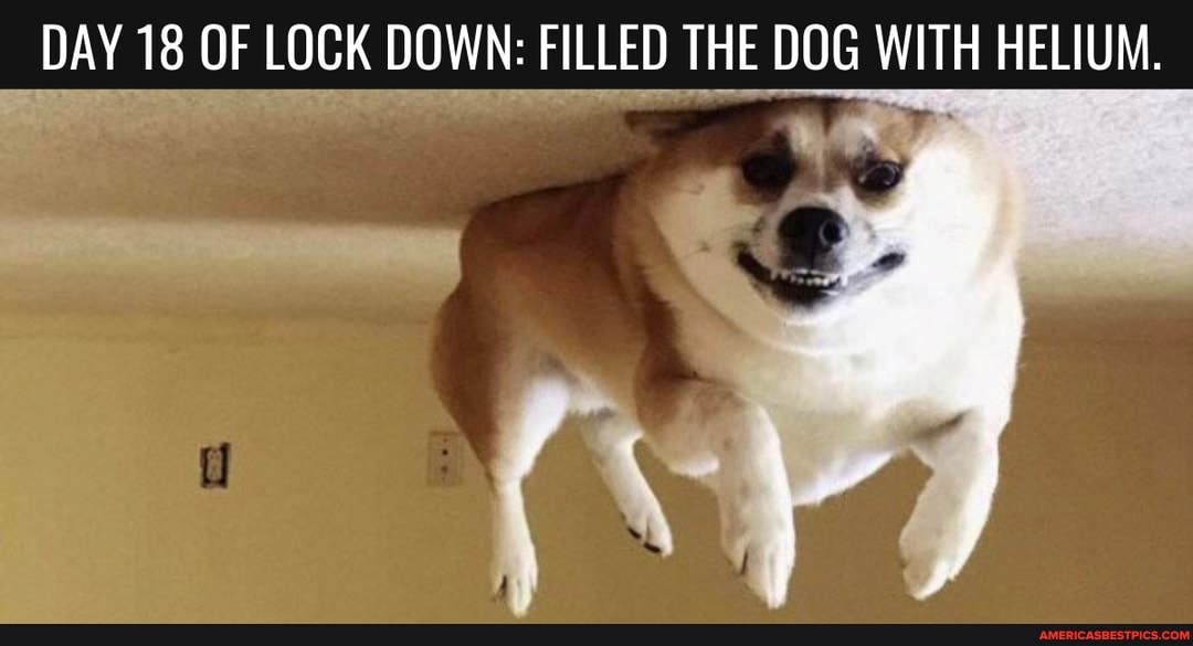 DAY 18 OF LOCK DOWN: FILLED THE DOG WITH HELIUM.