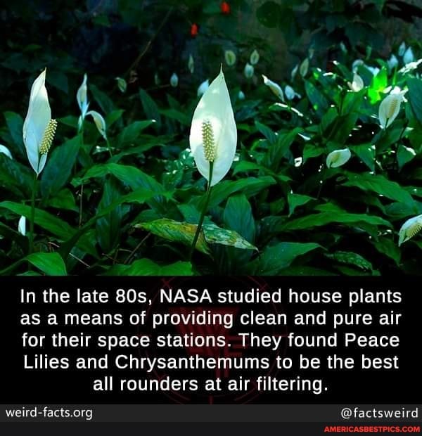 In the late NASA studied house plants
as a means of providing clean and pure air
for their space stations. They found Peace
Lilies and Chrysanthemums to be the best all rounders at air filtering.
@factsweird