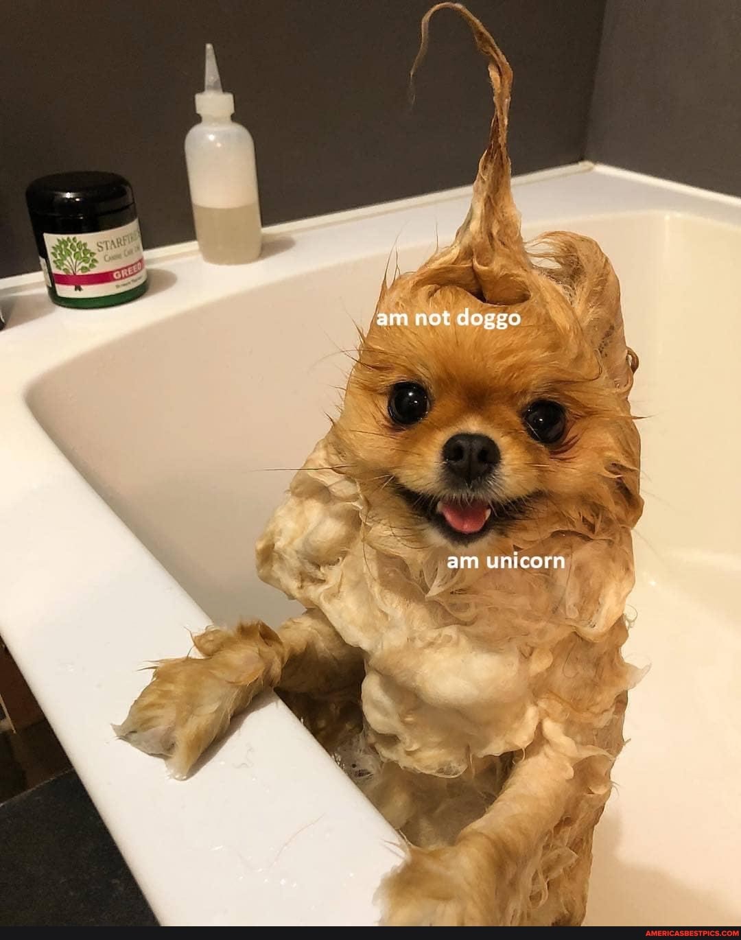 am not doggo
am unicorn