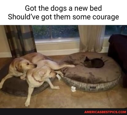 Got the dogs a new bed
Should've got them some courage