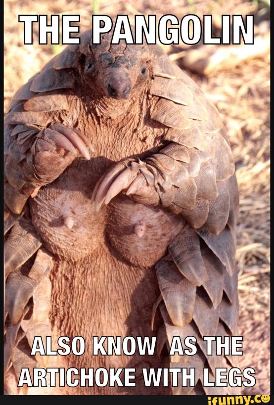 pangolin, save, endangered, artichoke, breast