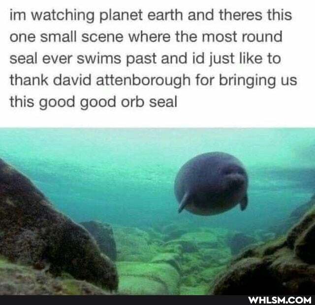 im watching planet earth and theres this one small scene where the most round seal ever swims past and id just like to thank david attenborough for bringing us this good good orb seal