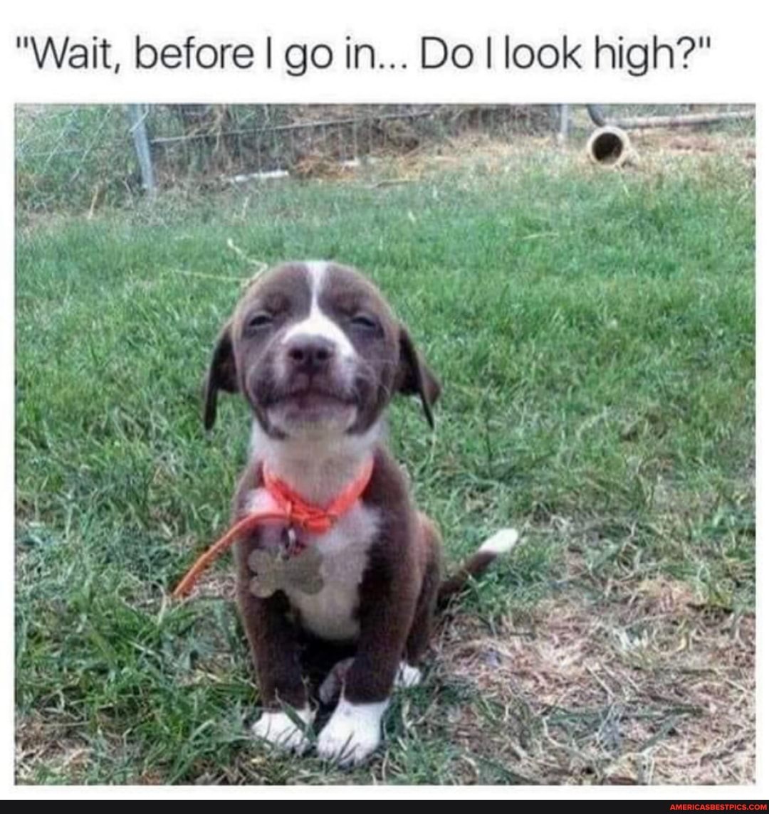 "Wait, before I go in... Do I look high?"
AU