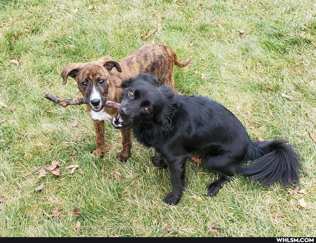 dogs, dog, aww