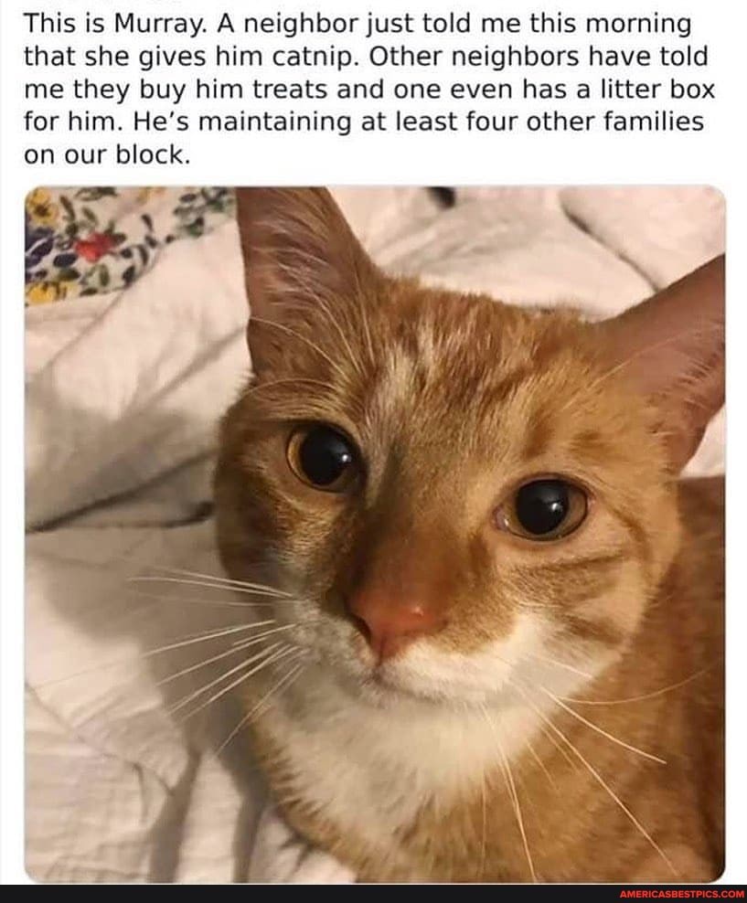 This is Murray. A neighbor just told me this morning that she gives him catnip. Other neighbors have told me they buy him treats and one even has litter box for him. He's maintaining at least four other families on our block.