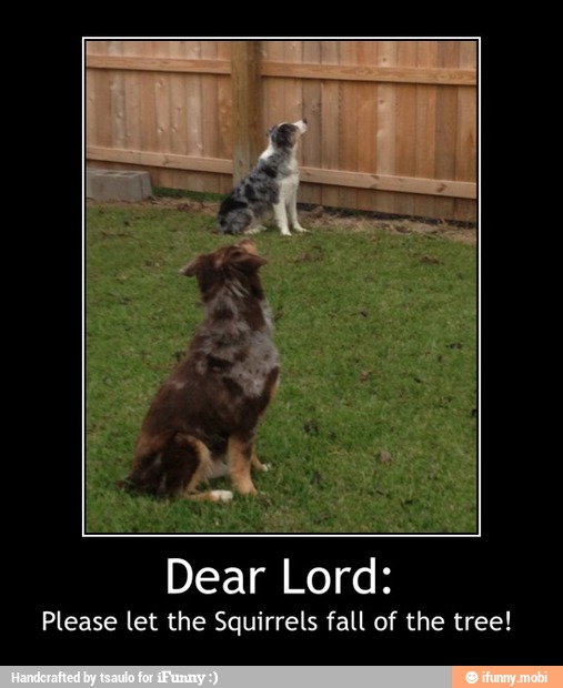 Dear Lord:
Please let the Squirrels fall of the tree! - Dear Lord:
Please let the Squirrels fall of the tree!