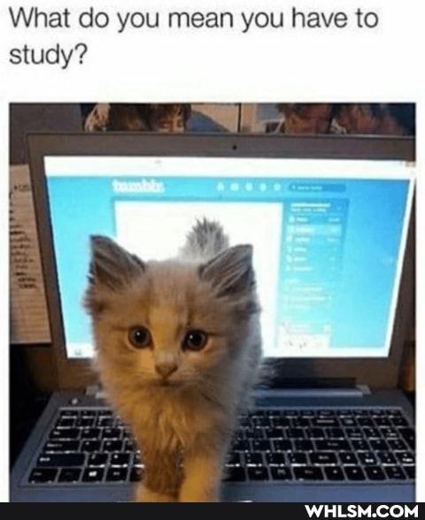 What do you mean you have to study?