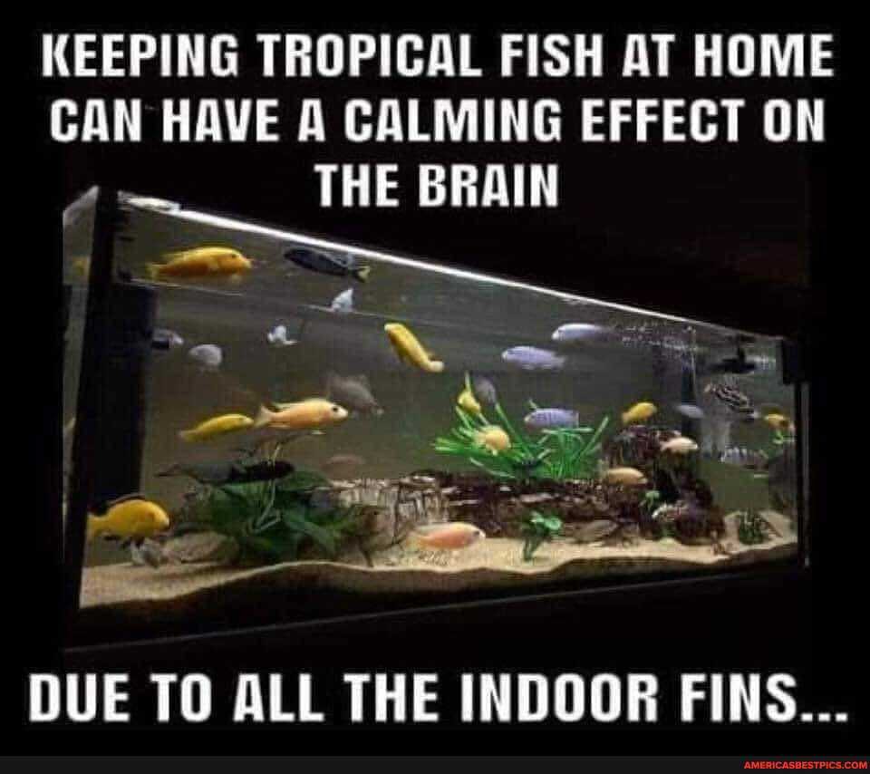 KEEPING TROPICAL FISH AT HOME CAN HAVE A CALMING EFFECT ON THE BRAIN a "NX at "Se
DUE TO ALL THE INDOOR FINS...