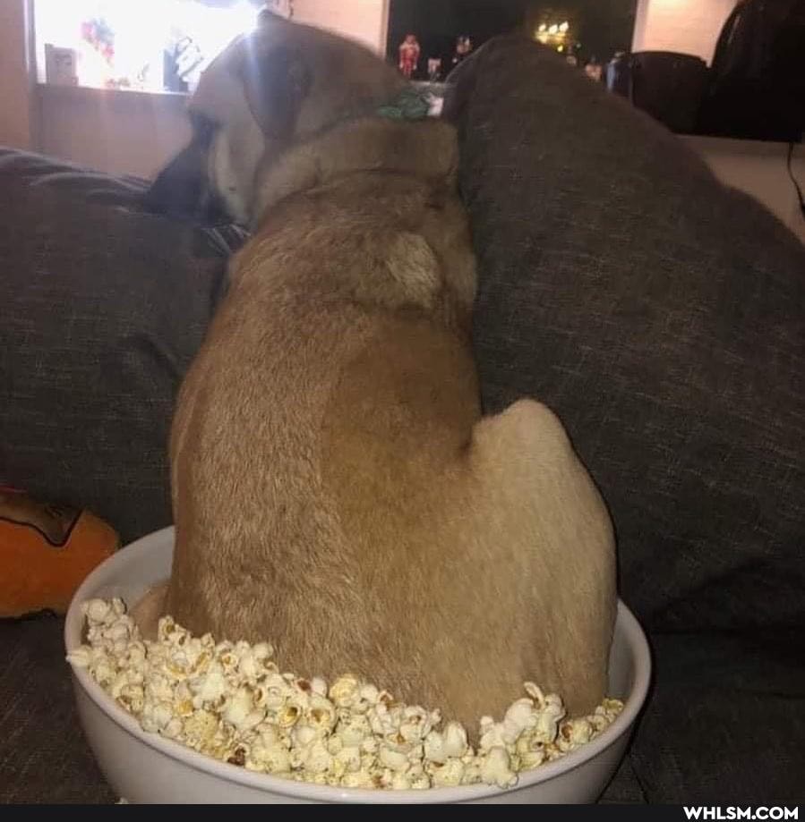 funny, dog