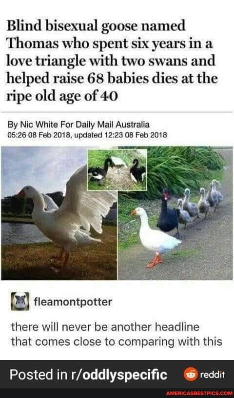 Blind bisexual goose named
Thomas who spent six years in a love triangle with two swans and helped raise 68 babies dies at the ripe old age of 40
By Nic White For Daily Mail Australia
08 Feb 2018, updated 08 Feb 2018
fleamontpotter
there will never be another headline that comes close to comparing with this
Dasted in