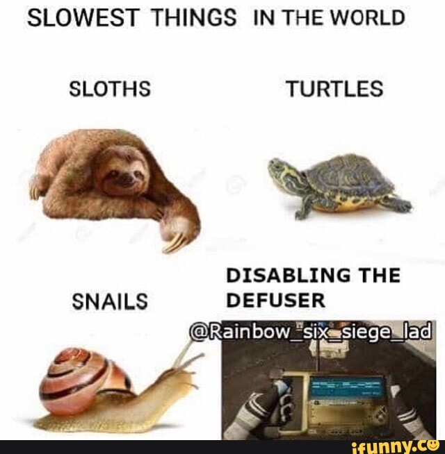 List 97+ Pictures which is slower a sloth or a snail Updated