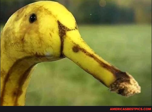 quack, fruit