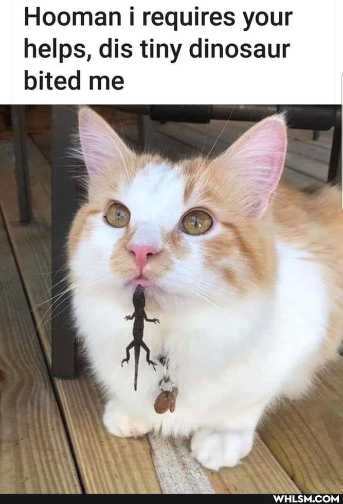 Hooman i requires your helps, dis tiny dinosaur bited me