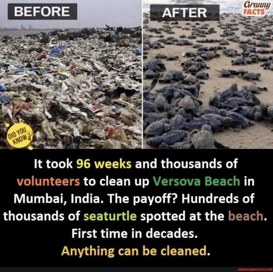 Ore We It Took 96 Weeks And Thousands Of Volunteers To Clean Up Versova Beach In Mumbai India 