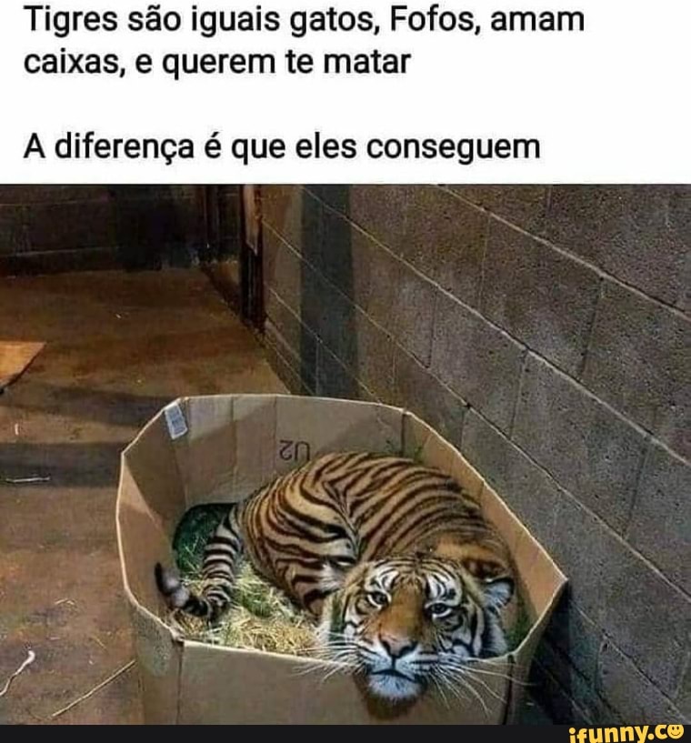 Tigres são iguais gatos, Fofos, amam caixas, e querem te matar
A diferença é que eles conseguem
