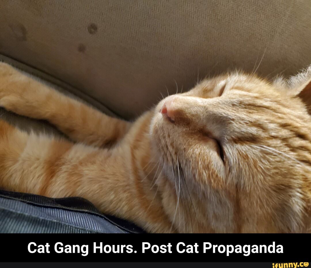 Cat Gang Hours. Post Cat Propaganda - Cat Gang Hours. Post Cat Propaganda