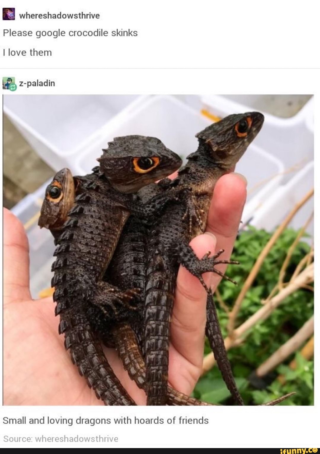 whereshadowsthrive
Please google crocodile skinks
I love them
E, z-paladin
Small and loving dragons with hoards of friends