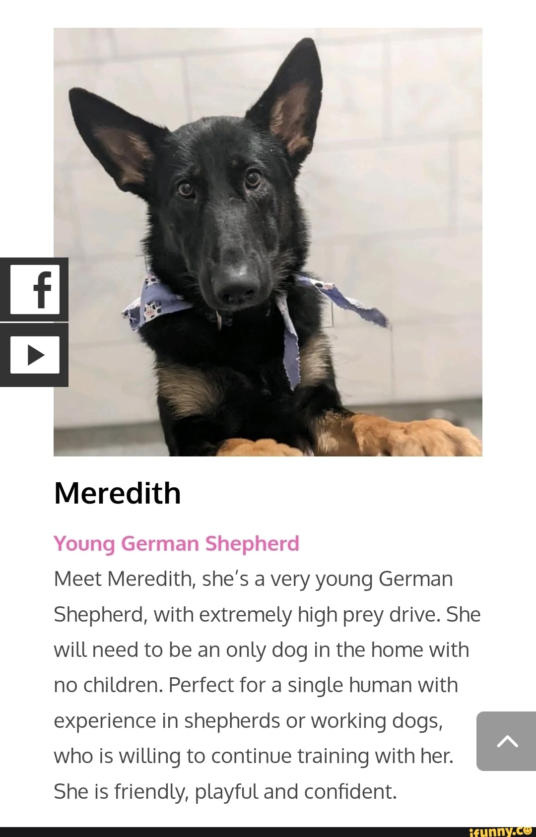 Meredith Young German Shepherd Meet Meredith, she's a very young