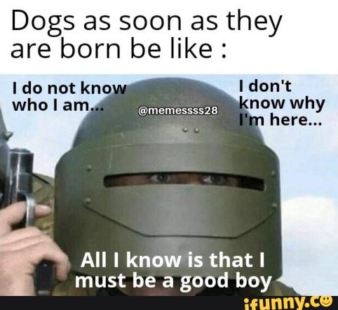 Dogs as soon as they are born be like:
@memessss28)
All know is that I must be a good boy
