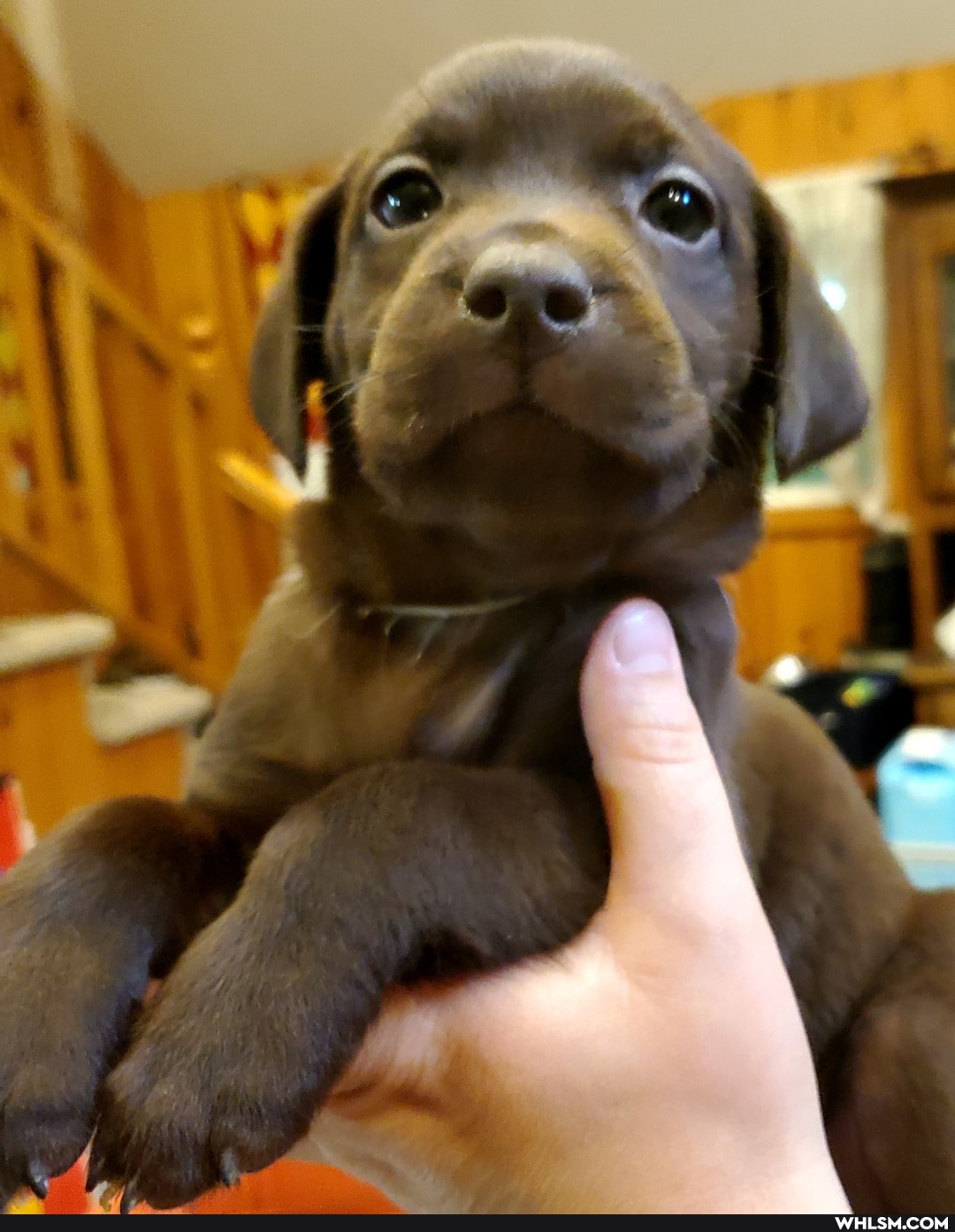 dog, puppies, baby_animals, vicious
