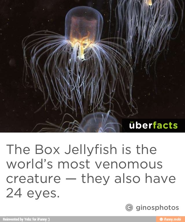 The Box Jellyfish is the world's most venomous creature they also have