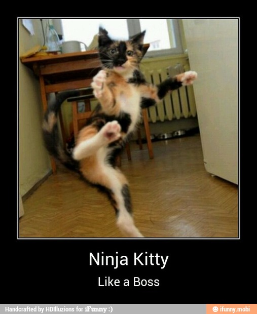 Ninja Kitty
Like a Boss - Ninja Kitty
Like a Boss